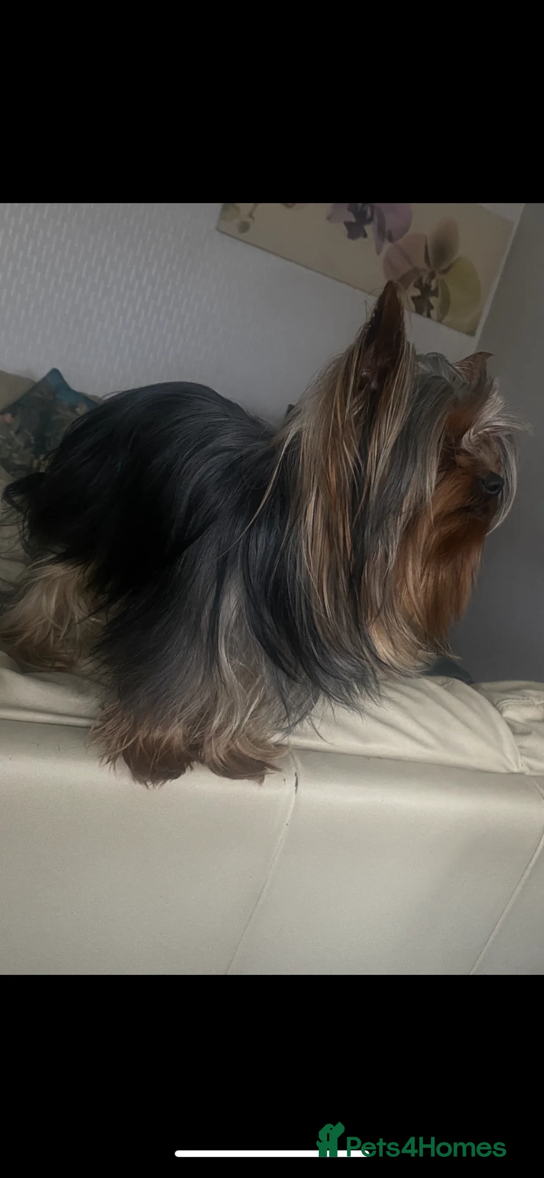 Yorkshire Terrier dogs for stud: KC registered Yorkshire Terrier Stud dog  in Manchester - Advert 6