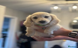 Miniature Dachshund dogs for sale: 🐾KC CREAM Long haired miniature dachshund  - Image 9