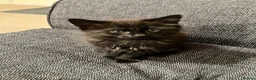 Maine Coon cats for sale: Maine coon kitten - Advert 4