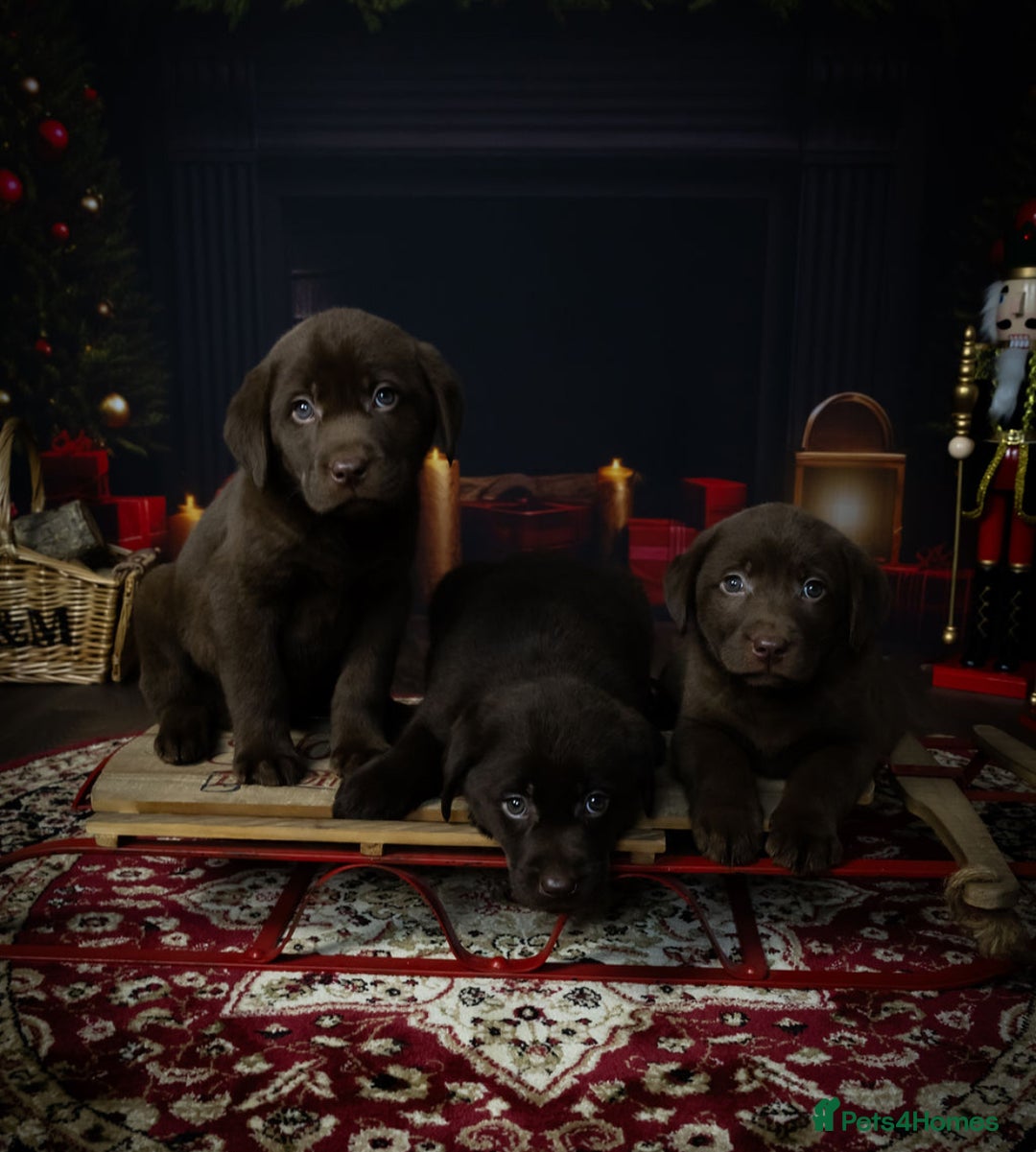 Labrador Retriever dogs for sale: Chocolate Labrador puppies  - Advert 7