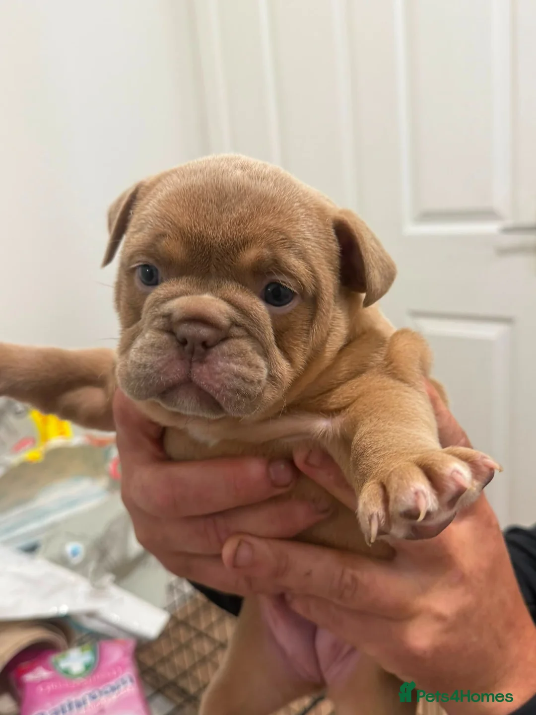 Mixed Breed dogs for sale: Old English bulldog x french bulldog  - Advert 1