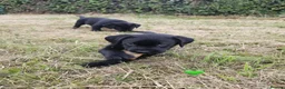 Labrador Retriever dogs for sale: KC Registered black Labrador puppies - Advert 4