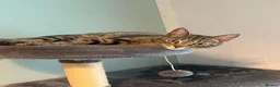 Bengal cats for sale: Crossed bengal cat for sale in Portsmouth - Advert 1