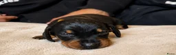 Dachshund dogs for sale: Dachshund Puppies - Ready to reserve - Advert 15