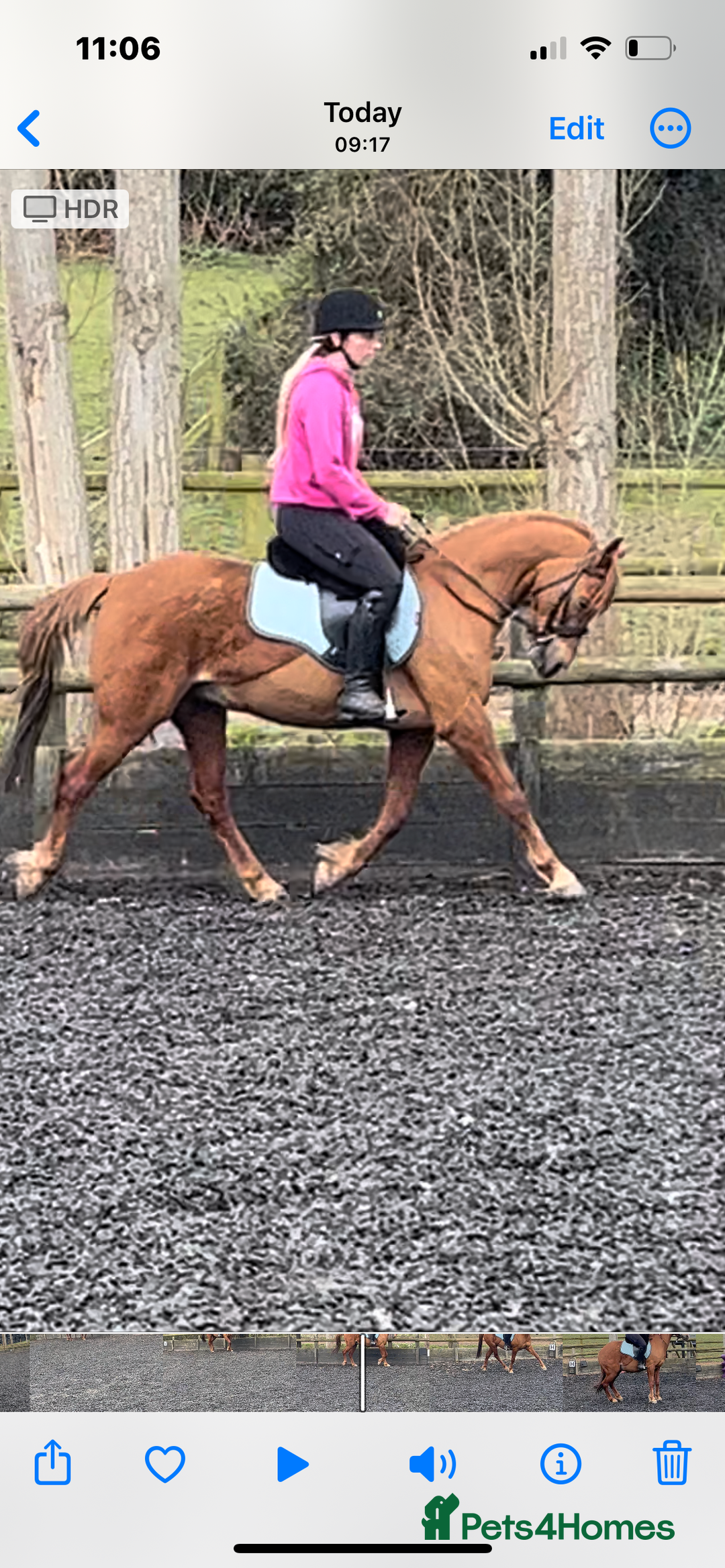 Riding pony horses for sale: 12.3 hands chestnut gelding  - Image 8