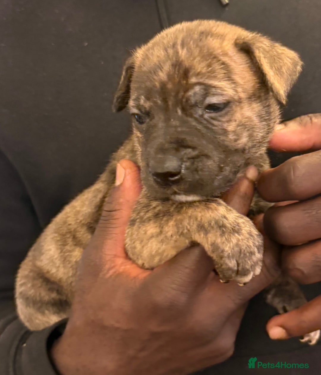 Mixed Breed dogs for sale: American bully pups ready NOW!!!!!! - Image 11