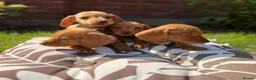 Miniature Dachshund dogs for sale: READY TO LEAVE🏆💙💖 KC REG 5 STAR BREEDER💙💖🏆 - Advert 19