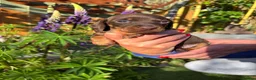 Miniature Dachshund dogs for sale: Gorgeous KC Miniature Dachshund Puppies last 3 - Advert 25