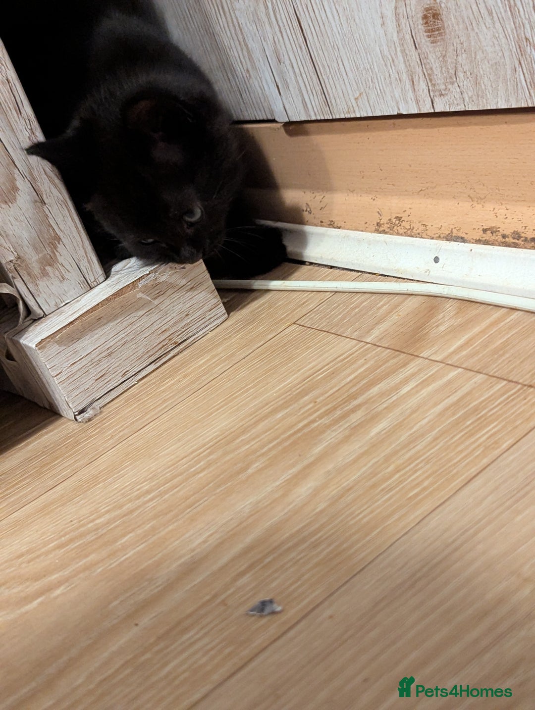 Bombay cats for sale: Beautiful kittens perfect for  **   ** s  - Advert 4