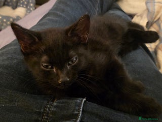 British Shorthair cats Last kitten - Advert 1