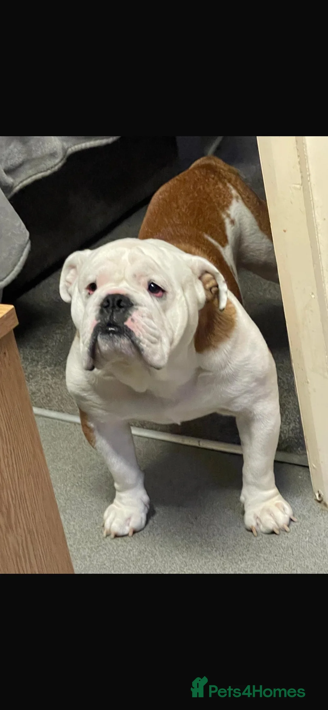 English Bulldog dogs for sale: Duke  - Advert 1