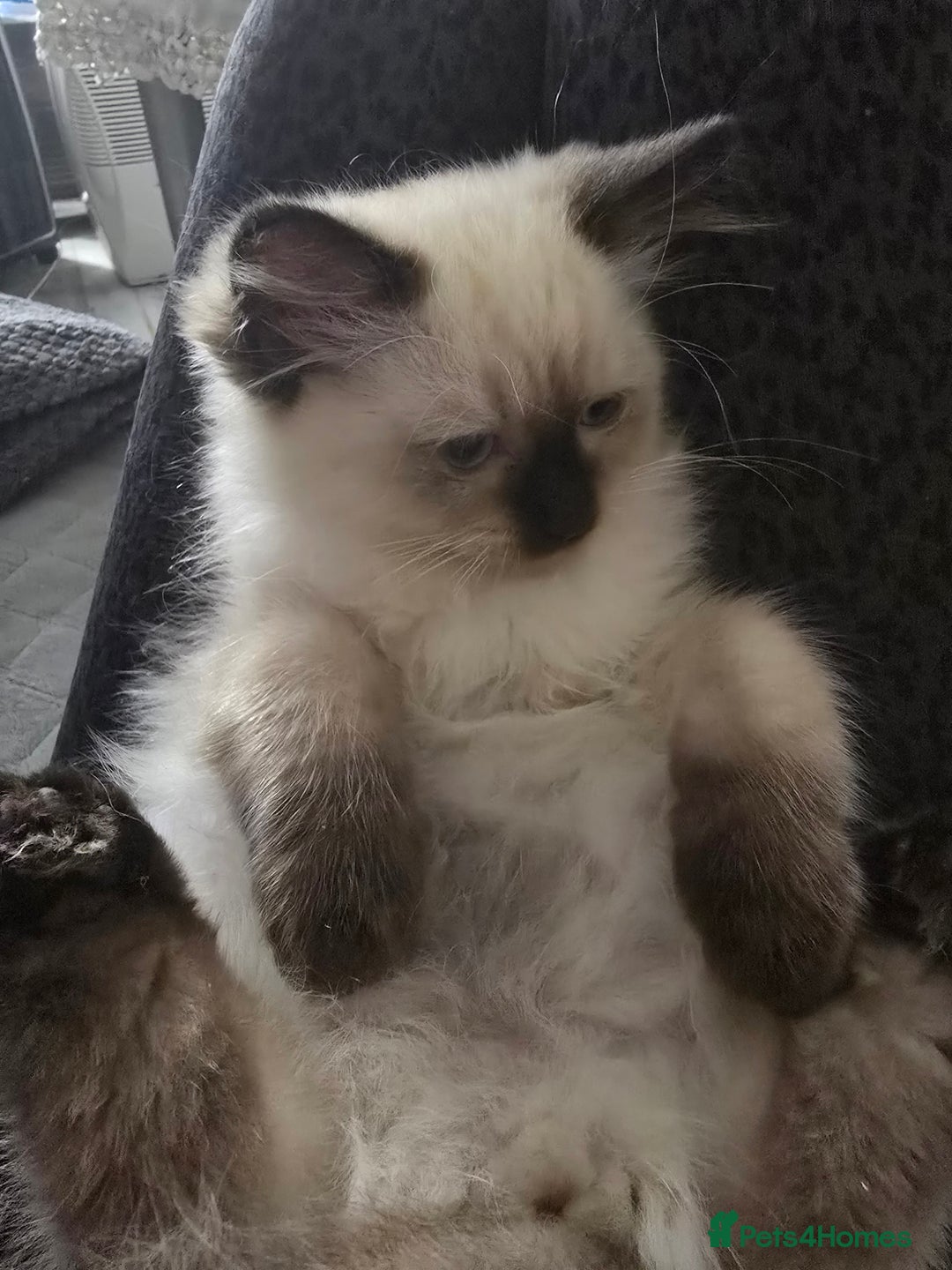 Ragdoll cats for sale: Gccf registered little Queens available 🥰 - Advert 19
