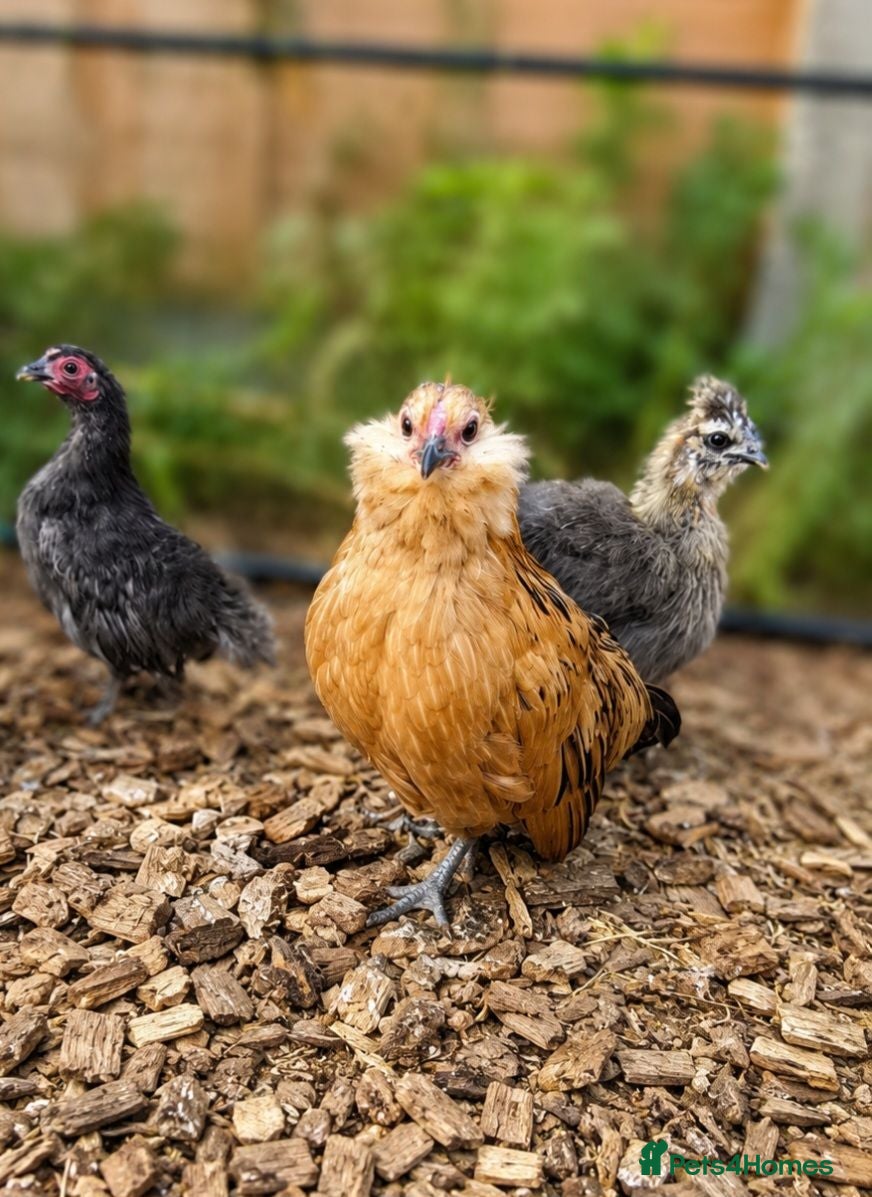 Chickens poultry Barbu D'anver Pullets - Advert 2