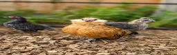 Chickens poultry for sale: Barbu D'anver Pullets - Advert 1