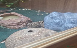 Leopard Gecko reptiles for sale: Leopard Gecko "Tim"  - Image 2