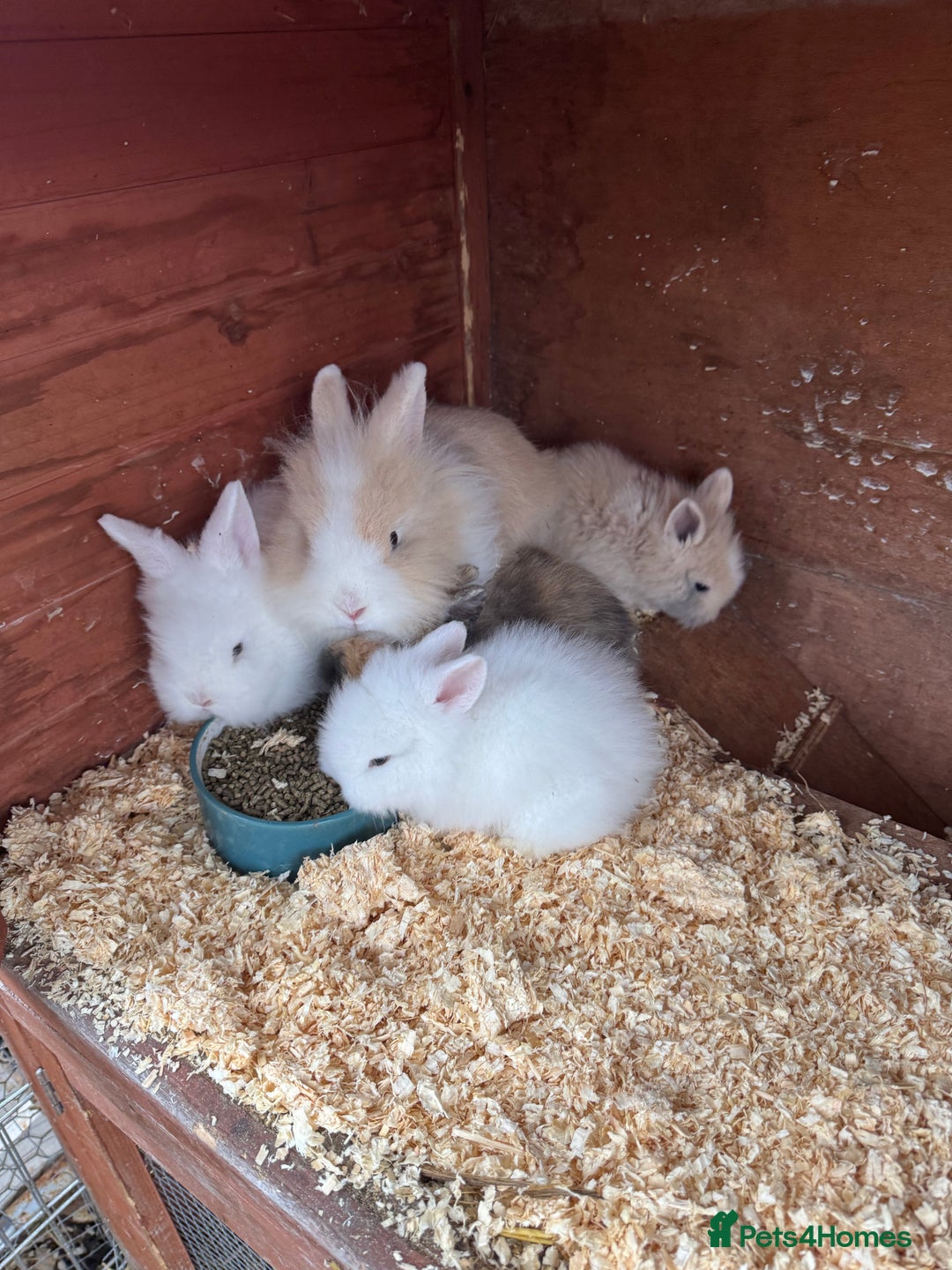 Lionhead rabbits for sale: 2 Boy Lionhead Bunnies - Advert 1