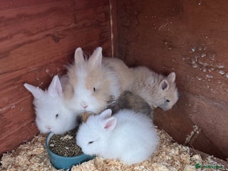 Lionhead rabbits 2 Boy Lionhead Bunnies - Advert 12