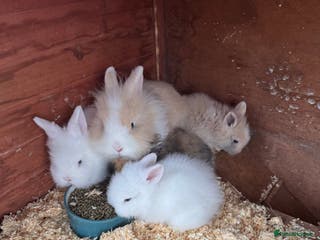 Lionhead rabbits 2 Boy Lionhead Bunnies - Advert 2