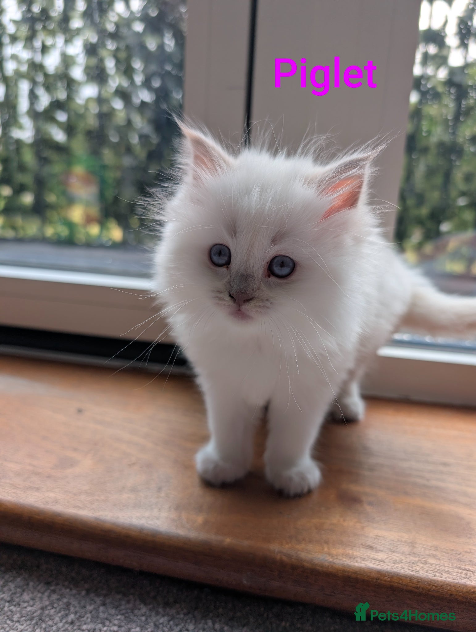 Ragdoll cats 5 pure bred ragdoll kittens - Advert 1