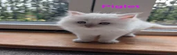 Ragdoll cats for sale: 5 ragdoll kittens  - Advert 10