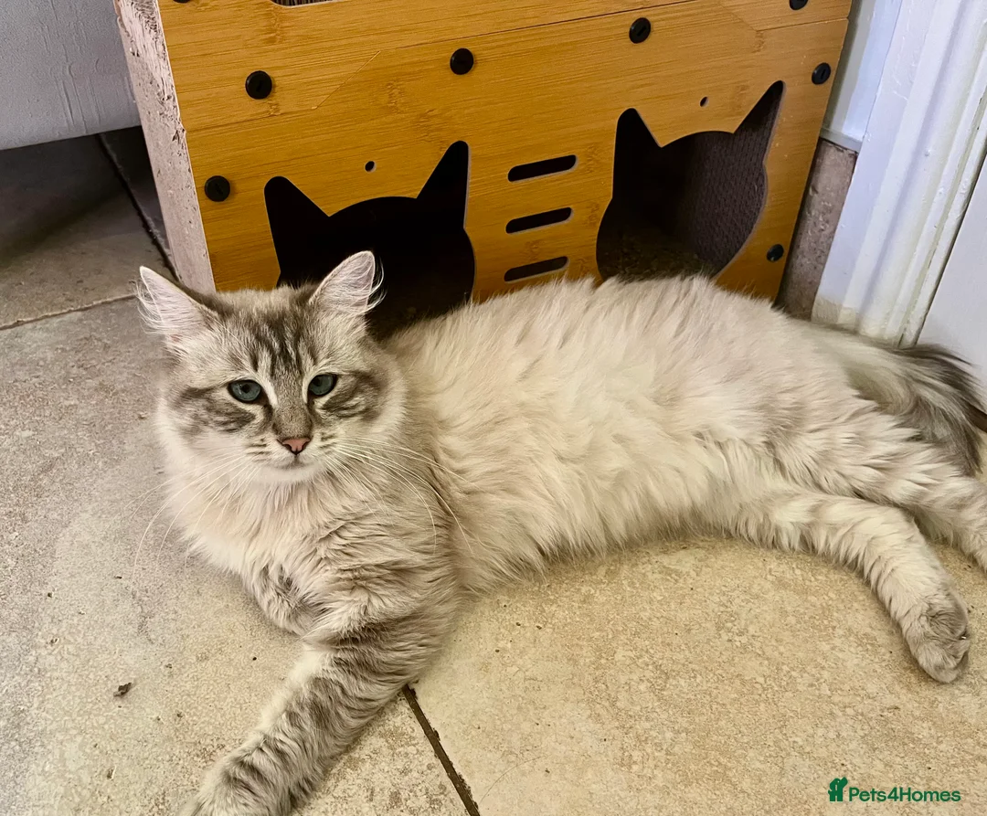 Ragdoll cats for sale: Beautiful Purebred Ragdoll - Bear 🩵 - Advert 4