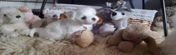 Maltese dogs for sale: MALTESE girl - Advert 5