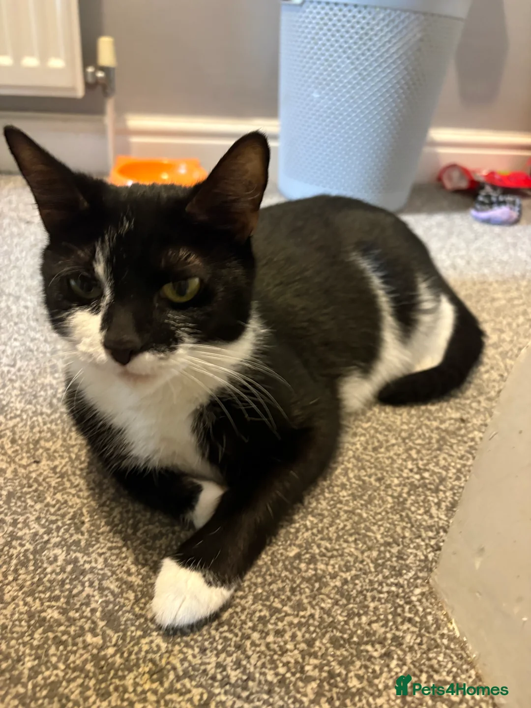 Mixed Breed cats for sale: Ginger black girl kitten  - Advert 2