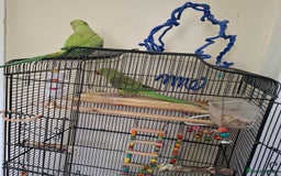 Parrots birds for sale: Ring neck  - Image 5