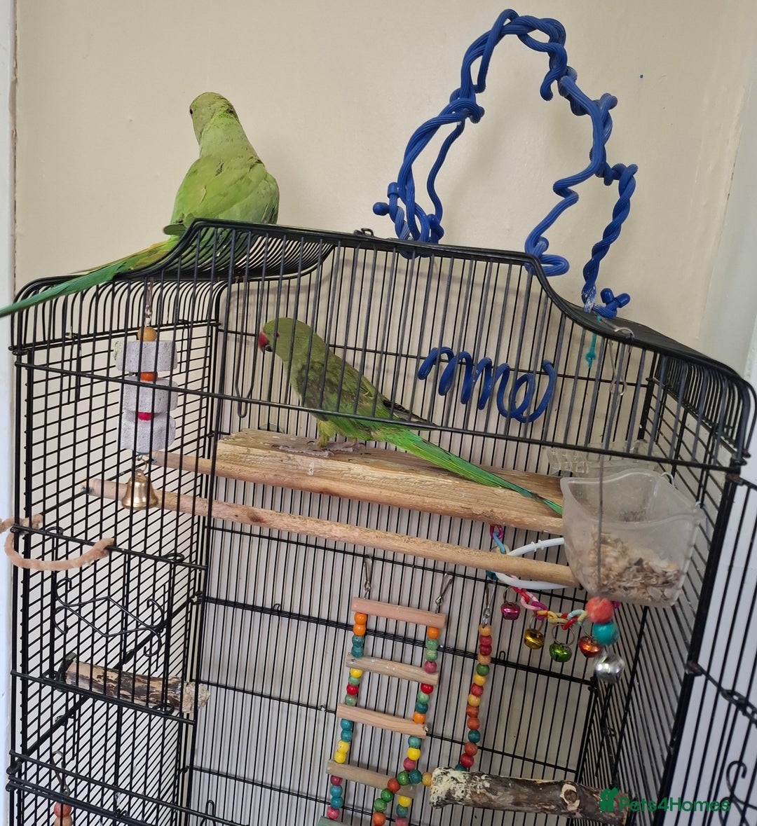 Parrots birds for sale: Ring neck  - Image 5