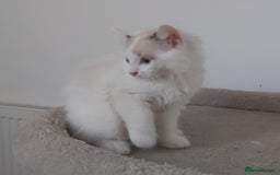 Ragdoll cats for sale: RAGDOLLS BOYS BICOLOUR VACCINATED MICROCHIPED  - Image 37