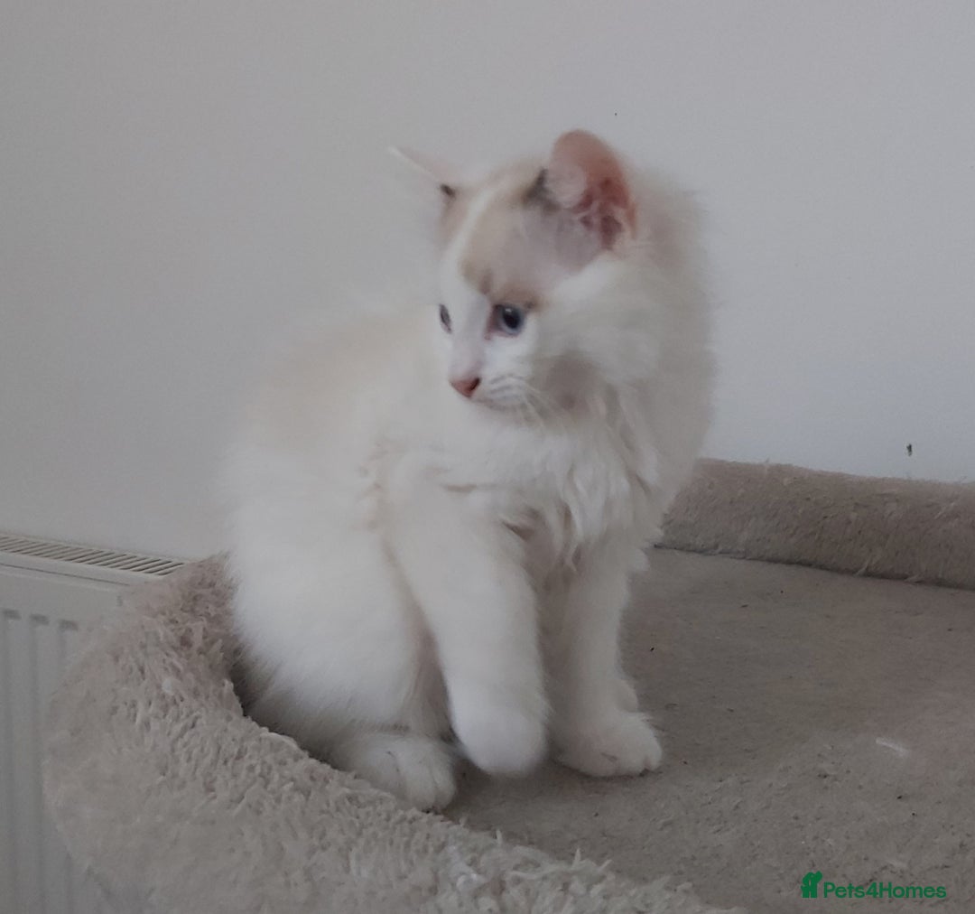 Ragdoll cats for sale: RAGDOLLS BOYS BICOLOUR VACCINATED MICROCHIPED  - Image 37