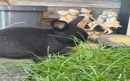 Mini Lop rabbits for sale: 5 beautiful mini lop x netherland dwarf babies - Image 15