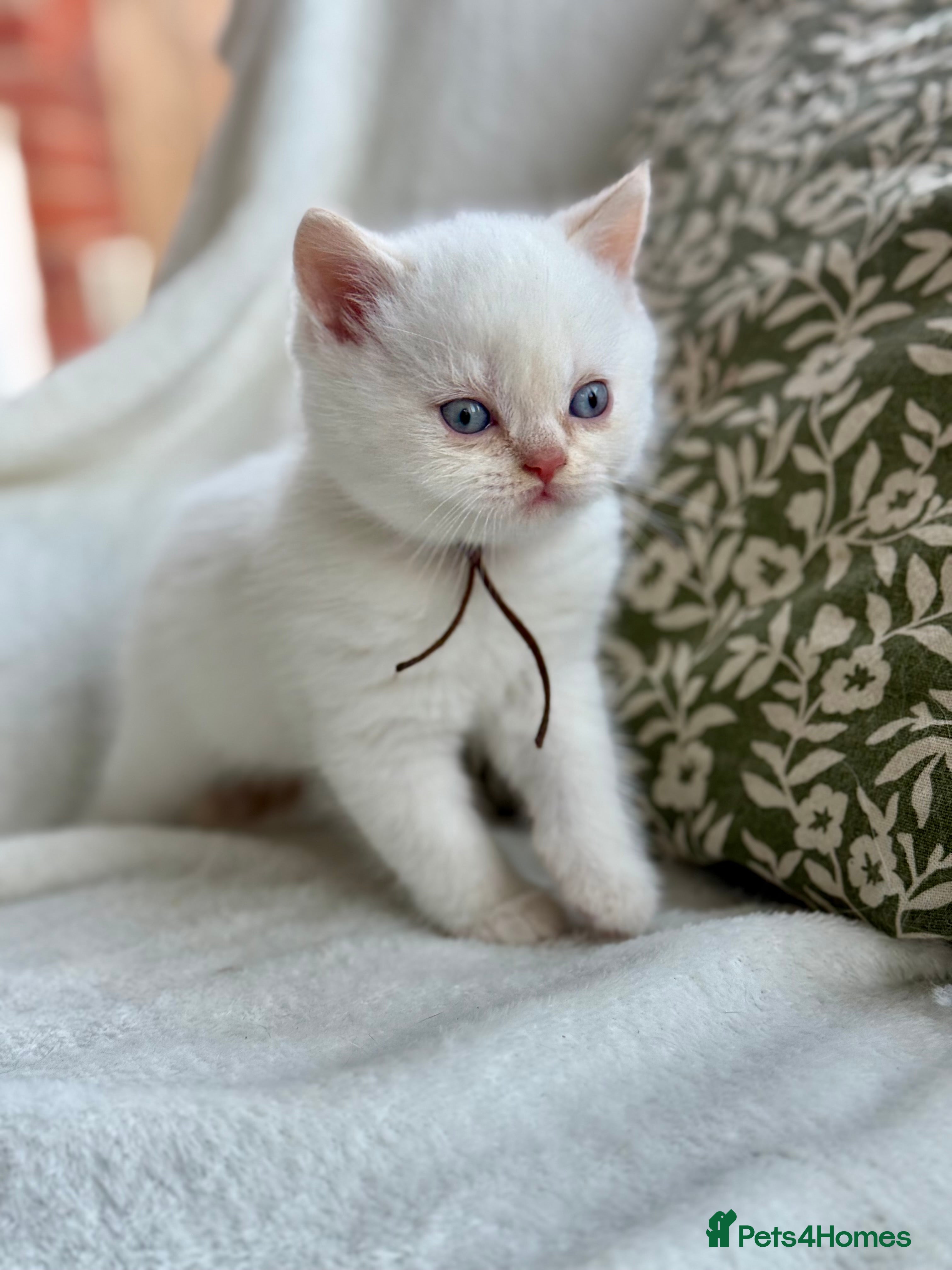 British Shorthair cats cream colour point boy gccf reg - Advert 4
