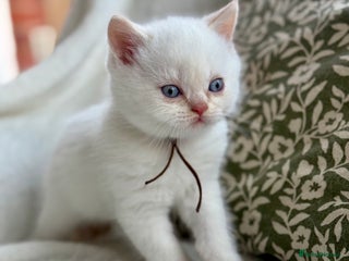 British Shorthair cats cream colour point boy gccf reg - Advert 4