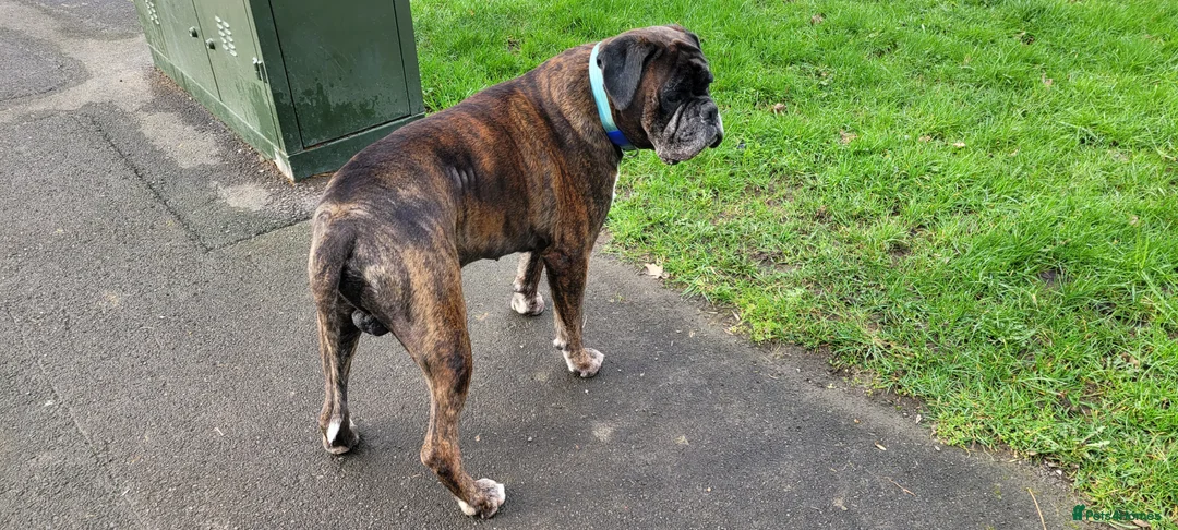 Boxer dogs for stud: Boxer for stud in Swindon - Advert 3