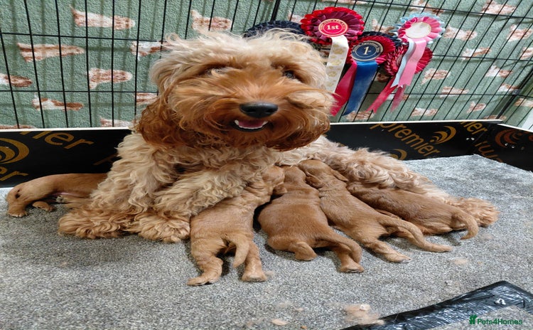 Cockapoo dogs - Advert 9