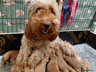 Cockapoo dogs - Advert 30