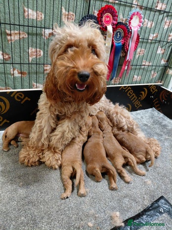 Cockapoo dogs - Advert 12