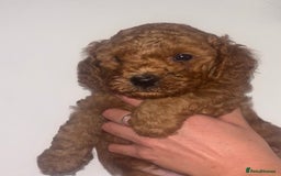 Labradoodle dogs for sale: 🐾AVAILABLE TO VIEW! - Fox Red Labradoodle Pups 🐾 - Image 22