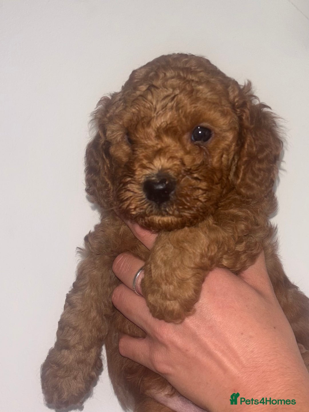Labradoodle dogs for sale: 🐾AVAILABLE TO VIEW! - Fox Red Labradoodle Pups 🐾 - Image 22