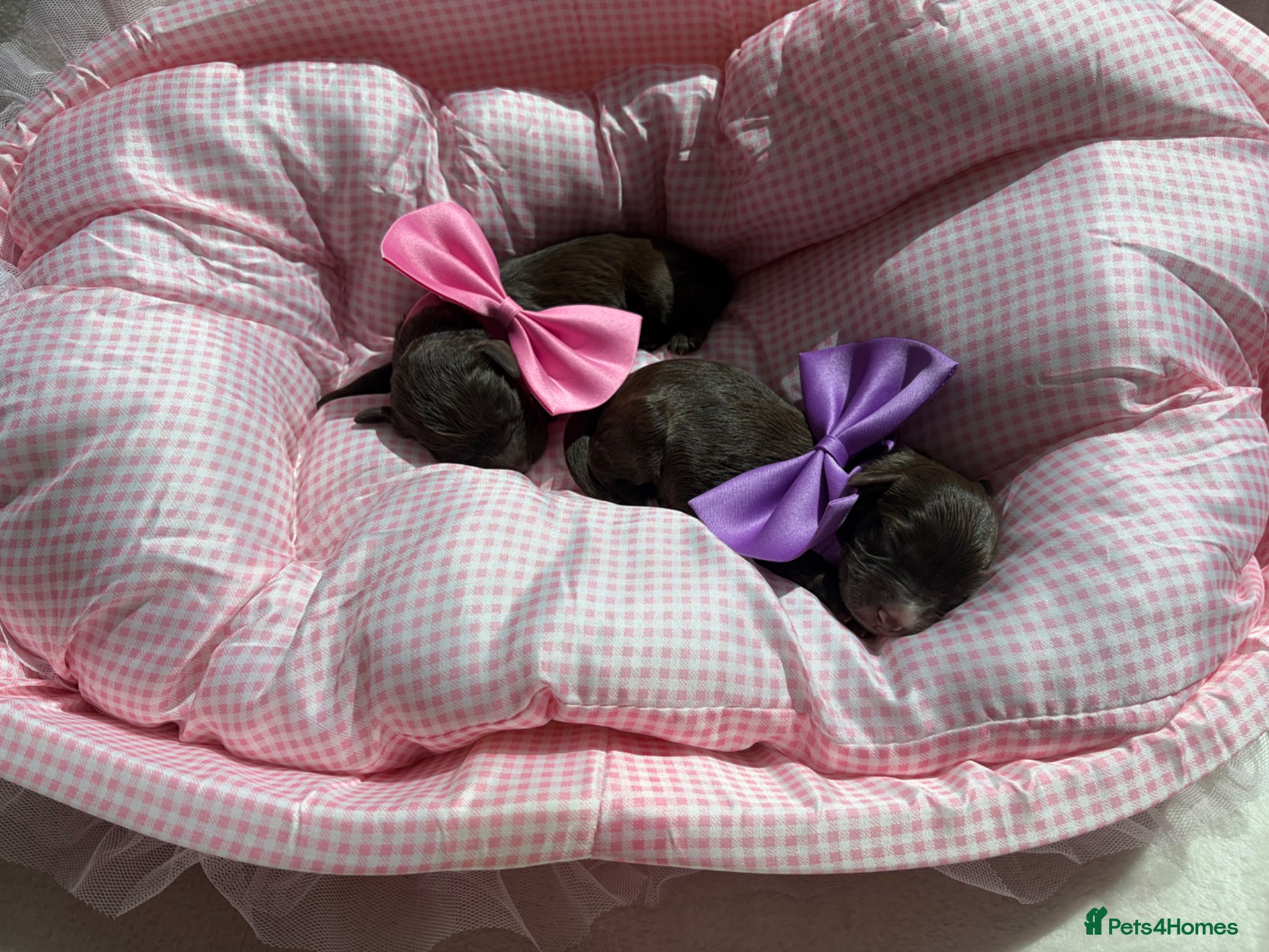 Cavapoo dogs for sale: F1 Chocolate Dream Cavapoos 🤎 - Advert 14