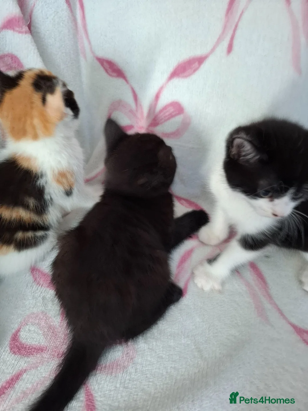 Mixed Breed cats for sale: Beautiful Tabby Kittens  - Advert 14