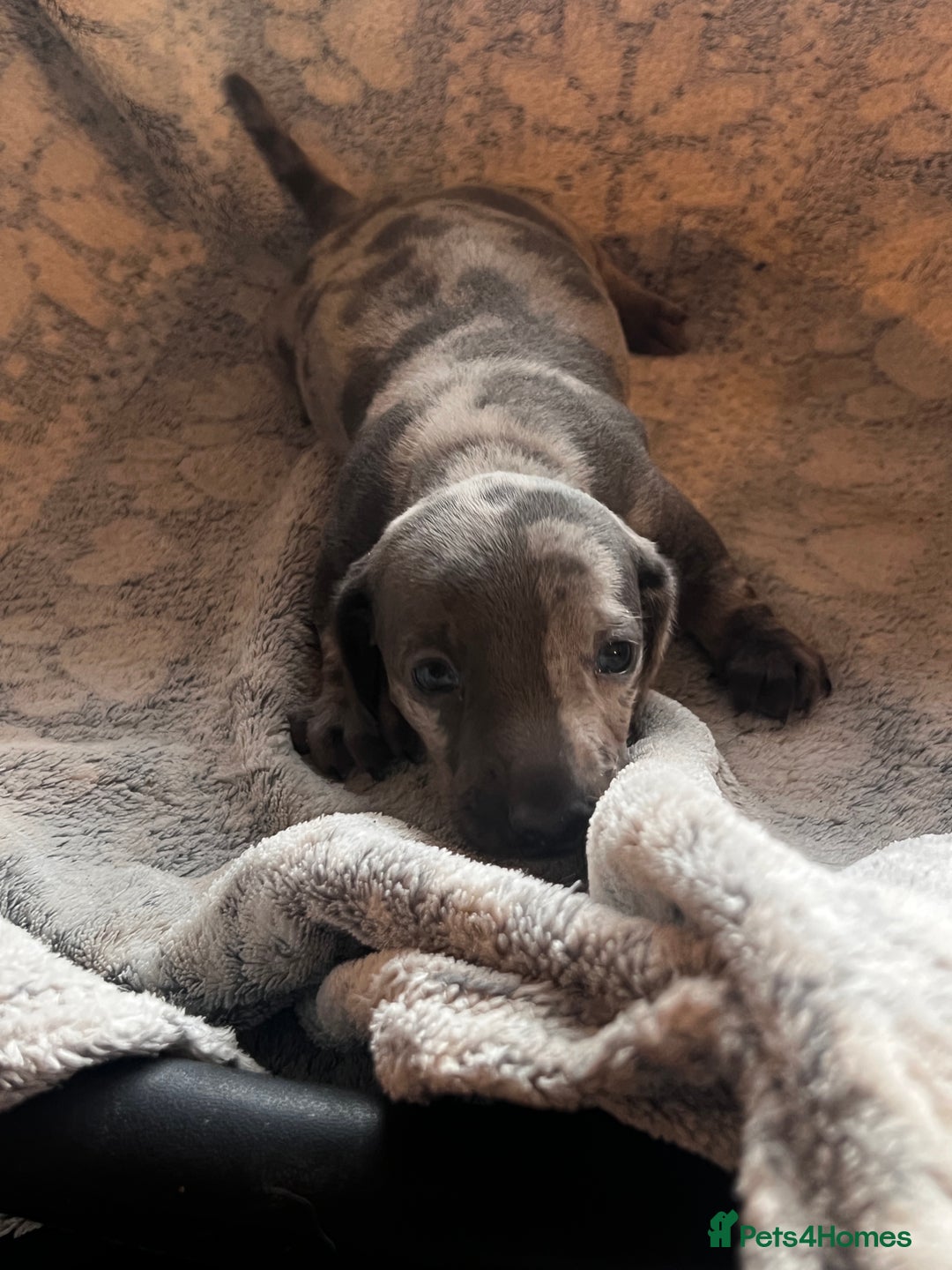 Miniature Dachshund dogs for sale: Miniature dachshund 1 choc girl left  - Image 24