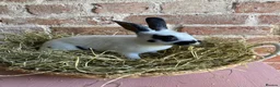 Rex rabbits for sale: Mini Rex Bucks  in Lincoln - Advert 12
