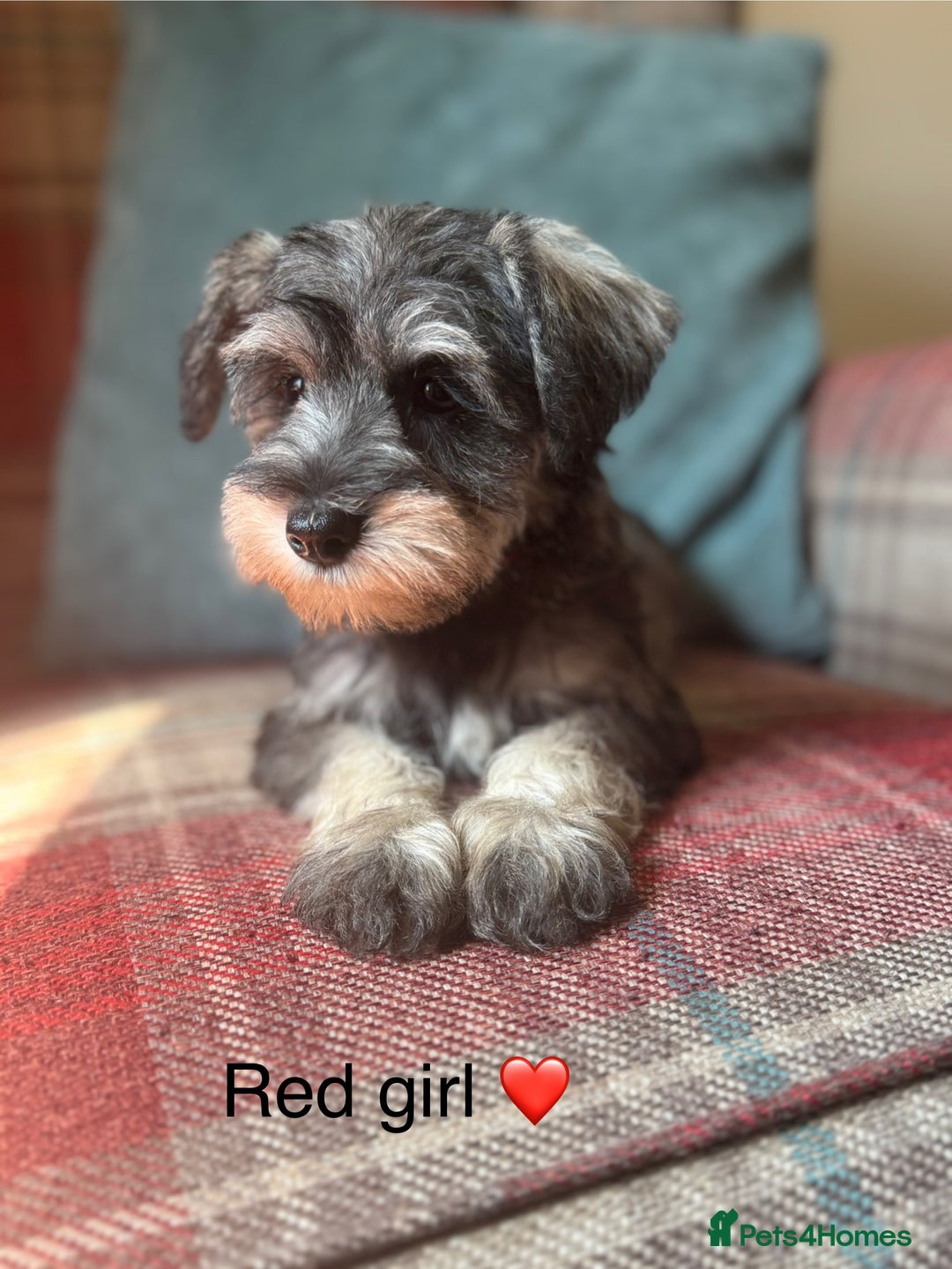 Miniature Schnauzer dogs for sale: KC Registered, health tested, puppies ready now!  - Image 2