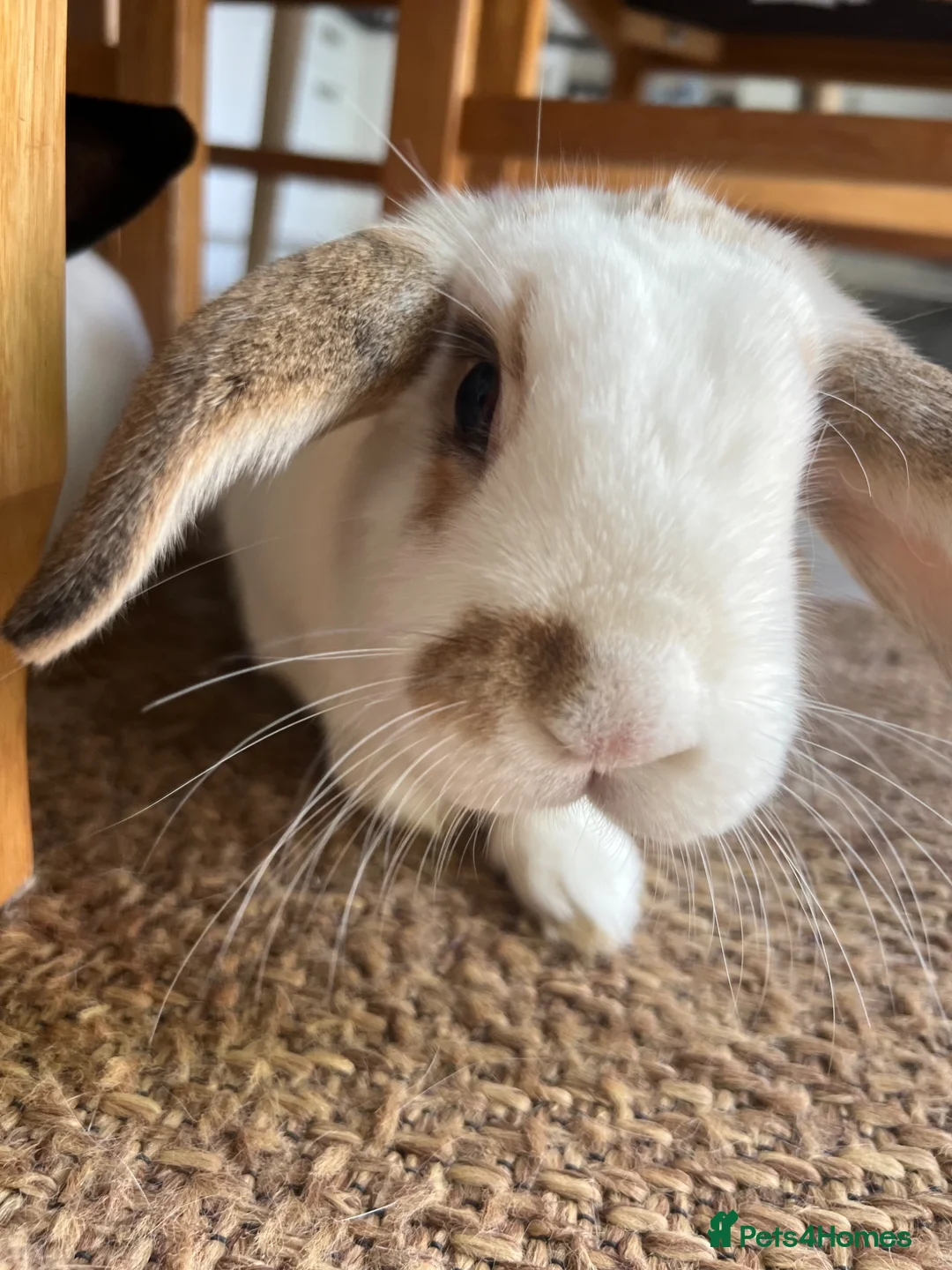 Mini Lop rabbits for sale: Palo and Sage Mini Lops 1.5 years in Sheffield - Advert 5