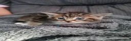 Maine Coon cats for sale: Beautiful cross kittens  - Advert 11