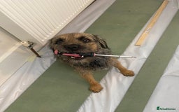 Border Terrier dogs for stud: Benji, boarder terrier stud dog  - Image 10