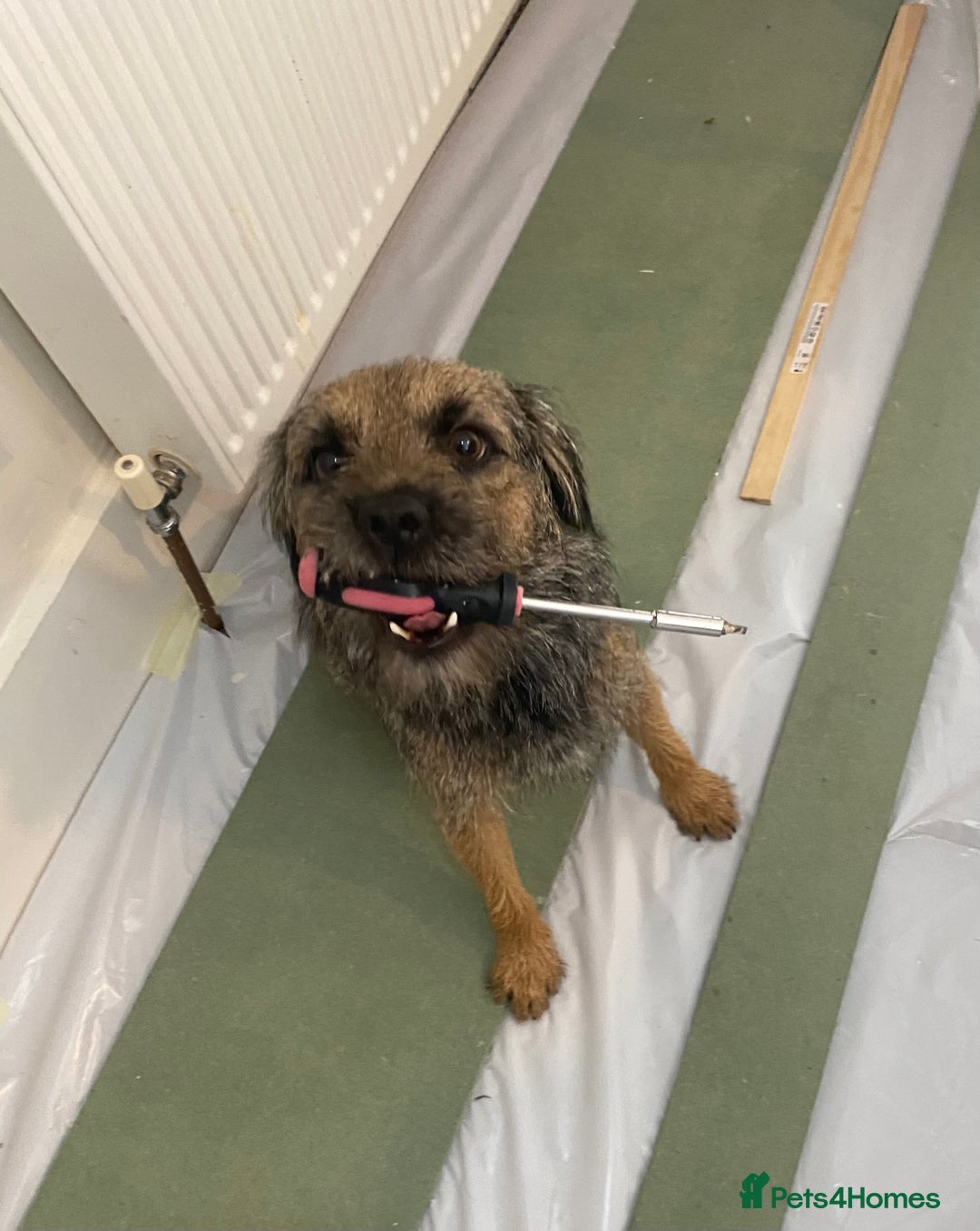 Border Terrier dogs for stud: Benji, boarder terrier stud dog  - Image 10