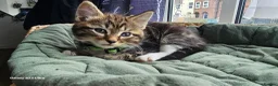 Mixed Breed cats for sale: 5 little kittens ready for the new lovely homes  ! in Cheltenham - Advert 2